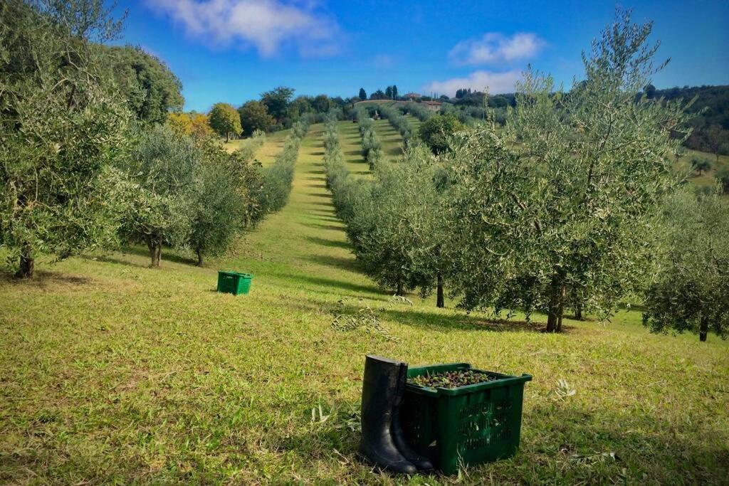 La Casina Della Quercia, Your Tuscan Oak Tree House Osteria Delle Noci Buitenkant foto